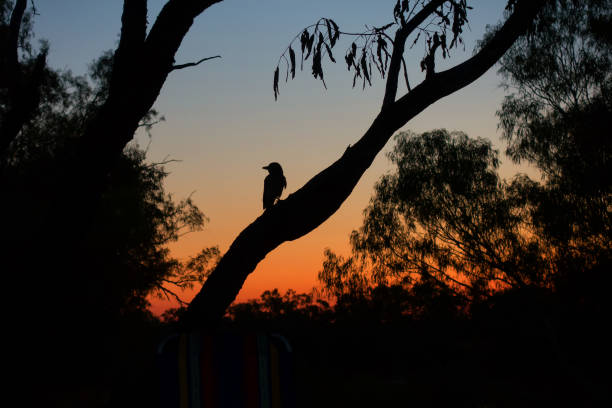 Young magpie in tree during sunset  at Old Cork in rural Queensland stock photo