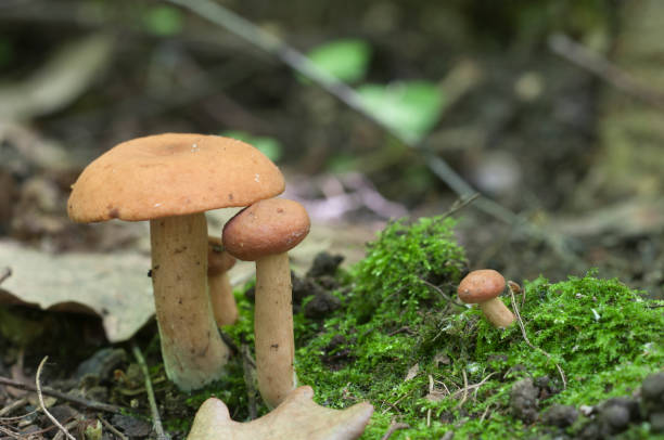 istock Rufus milkcap (Lactarius rufus) mushroom 878843958