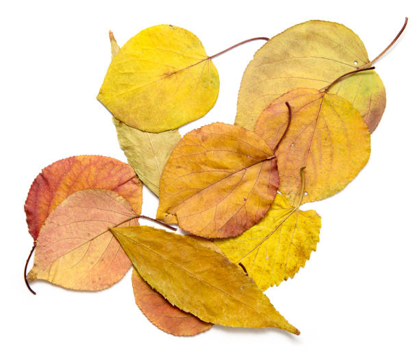istock autumn leaves on a white background 878844158