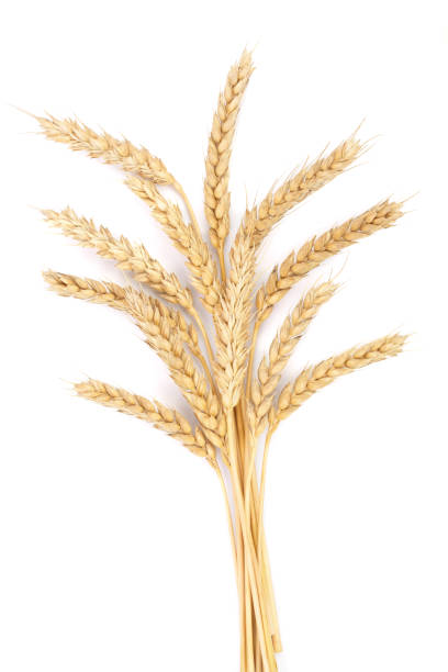 istock ears of wheat isolated on white background. Top view 878844358
