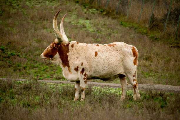 istock Ankole-Watusi cow 878851850
