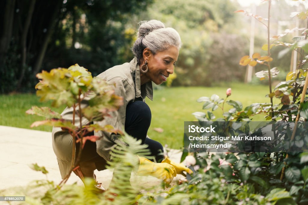 Retired senior woman gardening in back yard Side view of smiling senior woman crouching by plants. Happy retired female is gardening in back yard. She is wearing casuals. Senior Adult Stock Photo