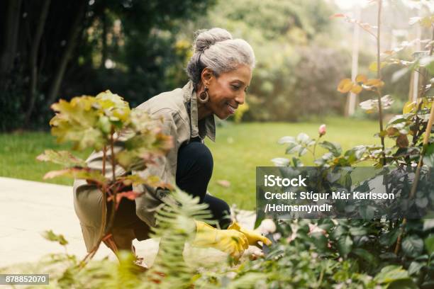 Retired Senior Woman Gardening In Back Yard Stock Photo - Download Image Now - Senior Adult, Gardening, Women