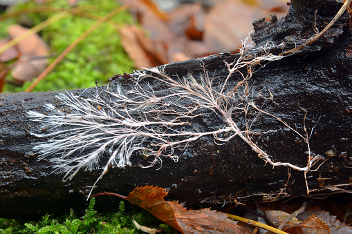 rizomorph mycelial cord on dead wood