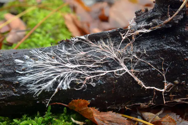 Photo of rizomorph mycelial cord