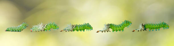 Molting caterpillar stage of Atlas butterfly ( atlas; attacus ) Molting caterpillar stage of Atlas butterfly ( atlas; attacus ) molting stock pictures, royalty-free photos & images