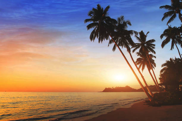istock beautiful exotic beach landscape at sunset, vacation 878859880