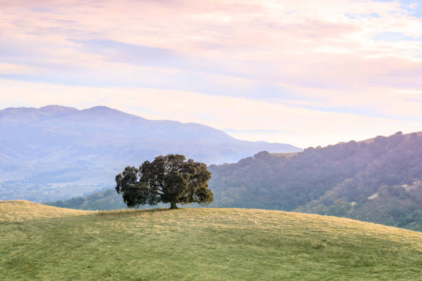 lone oak tree bay area landschaft. - san francisco county sunrise nobody sky stock-fotos und bilder