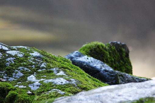 Moss covered rocks  on a rainy day