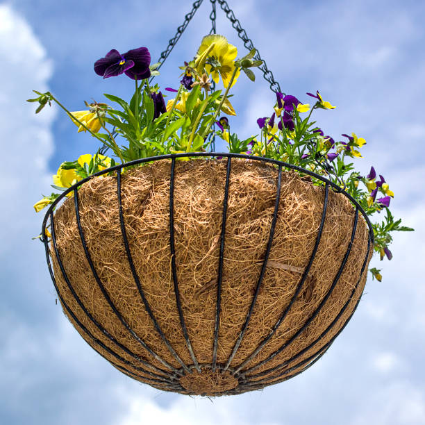 cesta de flores contra el cielo azul colgante - hanging flower basket isolated fotografías e imágenes de stock