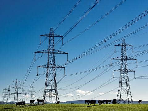 Electricity Pylons and field of cows with blue sky