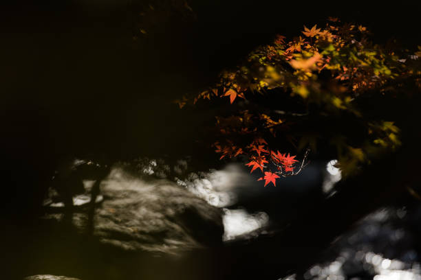 Autumn Foilage on a River stock photo