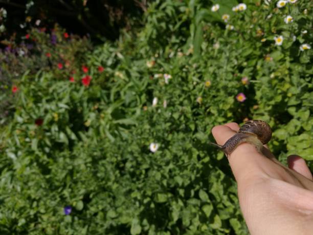 istock Snail at the sunny garden 878888890