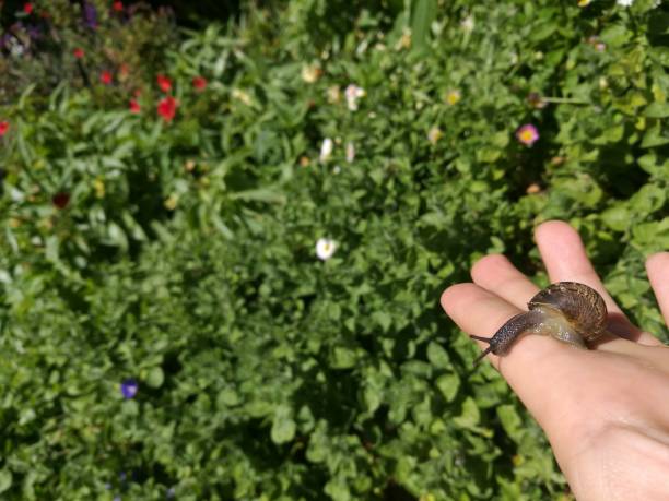 istock Snail at the sunny garden 878891292
