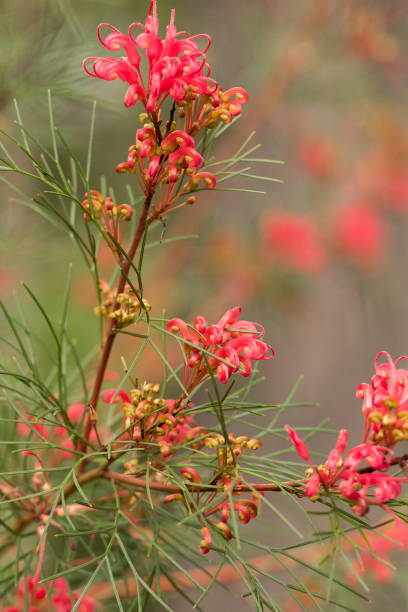 istock red grevillea flowering plant 878909742