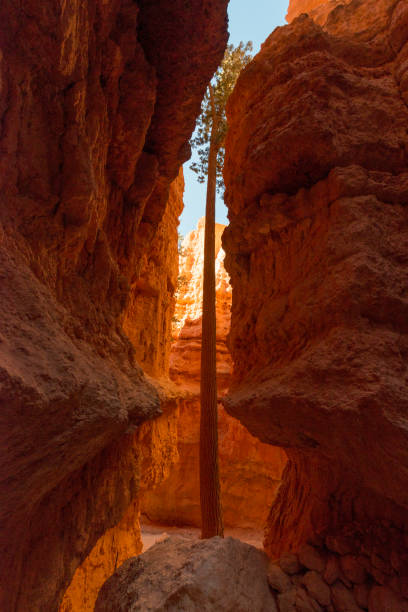 istock Wall Street, Bryce Canyon National Park 878921740