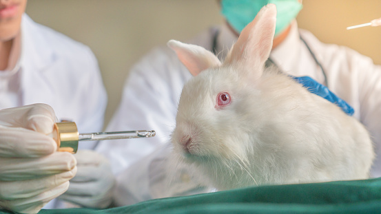 The closeup of a white rabbit in the laboratory with doctor in uniform with stethoscope and going to feed a kind fuid with dropper, in the concept of using animal for experiment