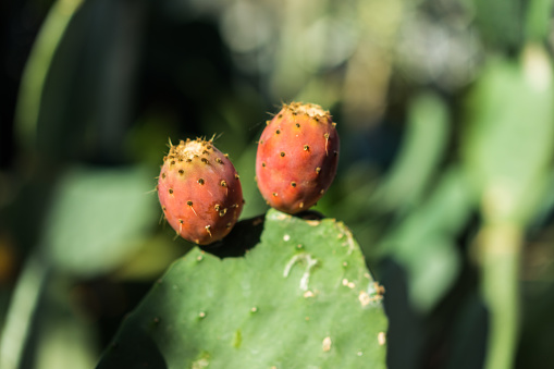 cactus opuntia ficus indica succulent close up fig