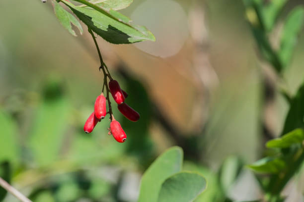 Several red berries of common barberry ripening on a bush (Berberis vulgaris)
