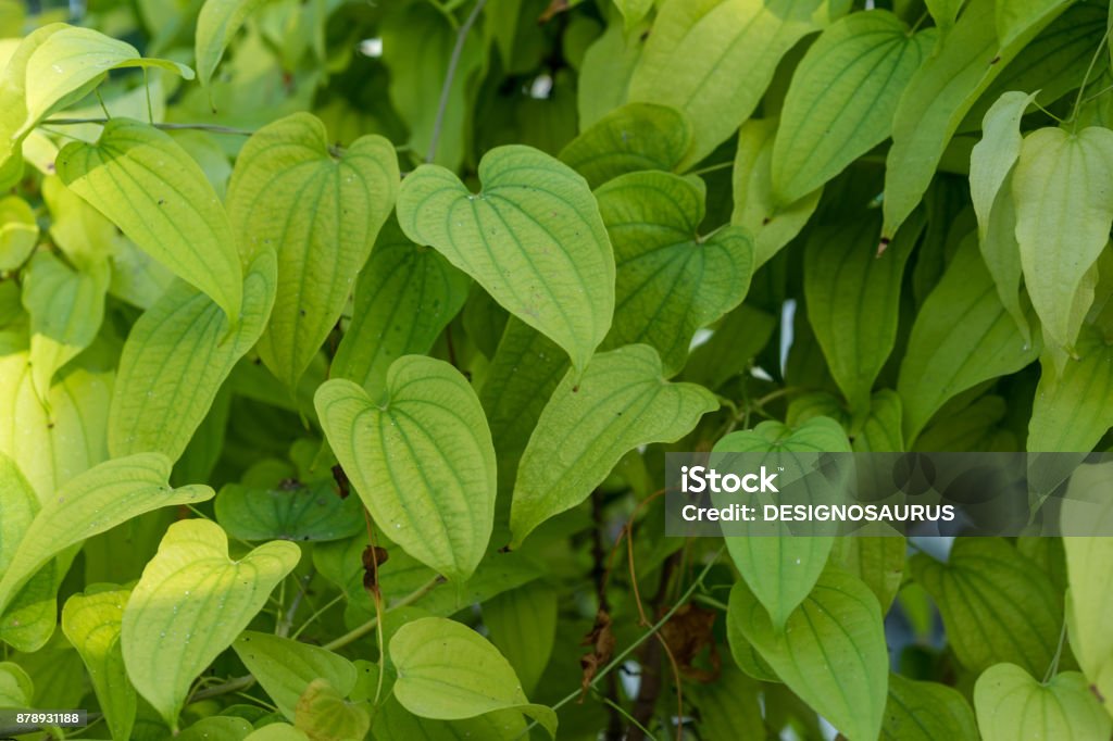 leichte grüne Pflanze Blatt der Dioscorea Basiclavicaulis Hintergrundmuster - Lizenzfrei Kartoffelgericht Stock-Foto