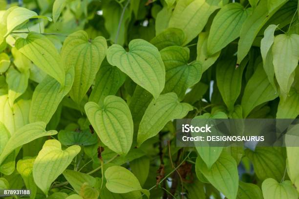 Leichte Grüne Pflanze Blatt Der Dioscorea Basiclavicaulis Hintergrundmuster Stockfoto und mehr Bilder von Kartoffelgericht