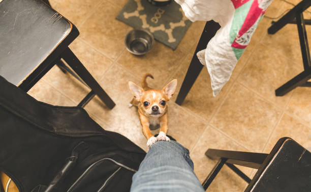 istock Cute Chihuahua Looking Up 878931420