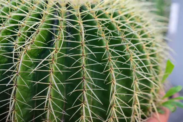 echinocactus succulent close up background texture pattern spikes design