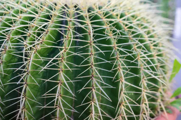 echinocactus succulent close up background texture pattern spikes design