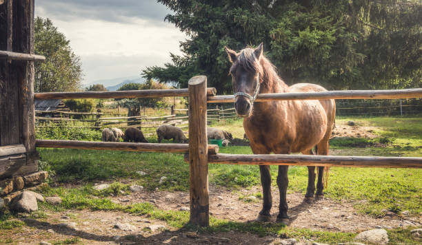 istock Horse behind a Fence 878931930