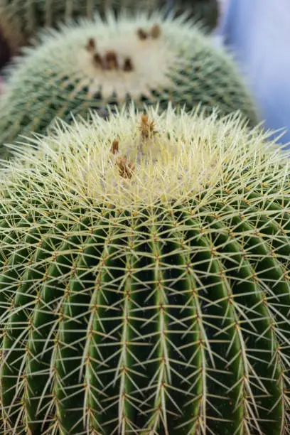 two echinocactus grusonii close up structure view with spikes