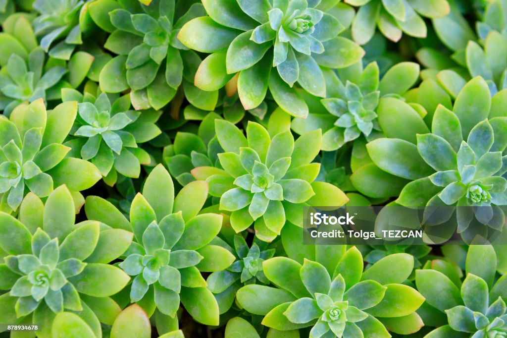 Planta carnosa flor - Foto de stock de Flor libre de derechos