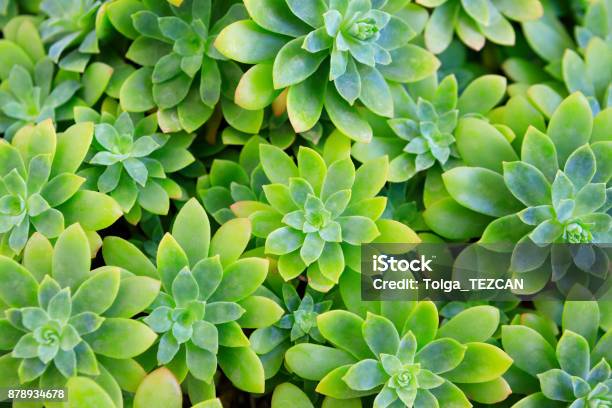 Succulent Plant Flower Stock Photo - Download Image Now - Green Color, Flower, Succulent Plant