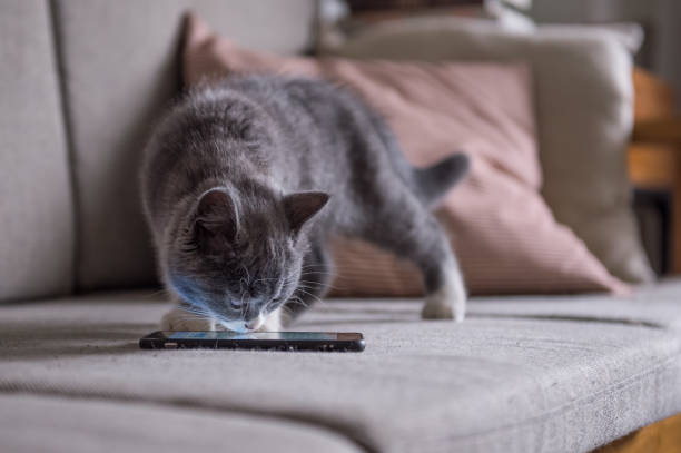 istock Cute gray kitten, indoor shot 878937860