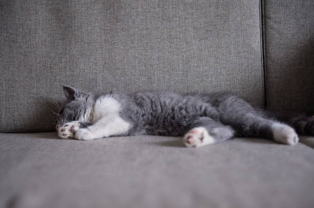 istock Cute gray kitten, indoor shot 878937874