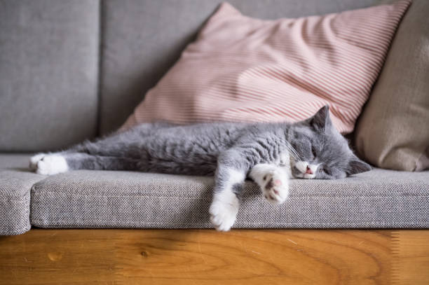 istock Cute gray kitten, indoor shot 878937916
