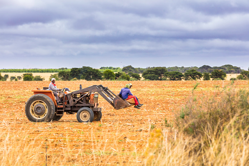Farmer seen driving his tractor with two labourers at a farm in North West Province of South Africa.