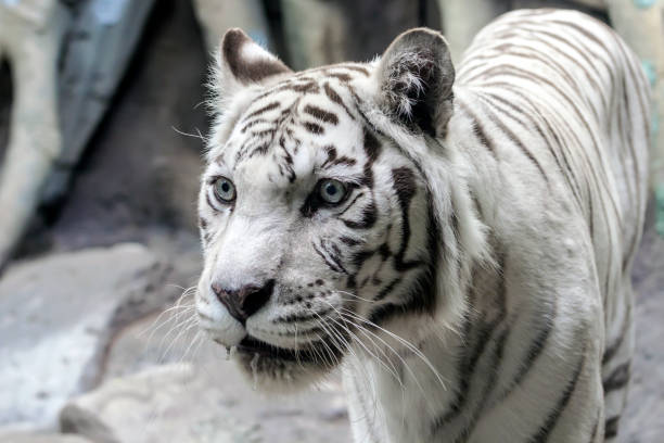 istock Rare white tiger slose portrait 878947278