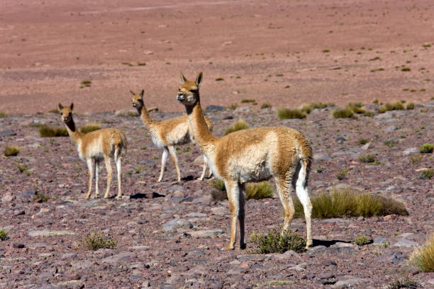 istock Guanaco - Atacama Desert - Chile 878953600