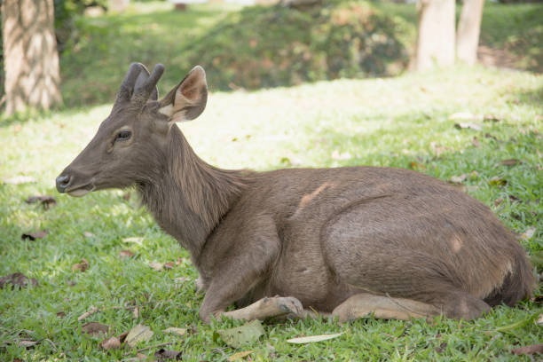 istock Wild deer in the wild 878953658