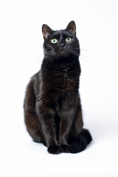 istock Portrait of a young black cat on white background 878961016
