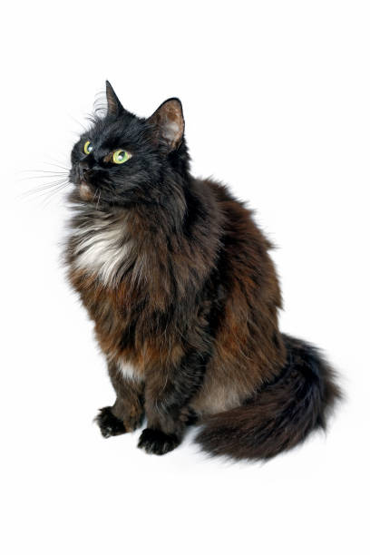 istock Black cat sitting isolated on white background 878961064