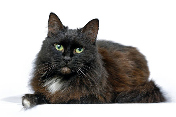 istock Black cat is lying isolated on a white background 878961234