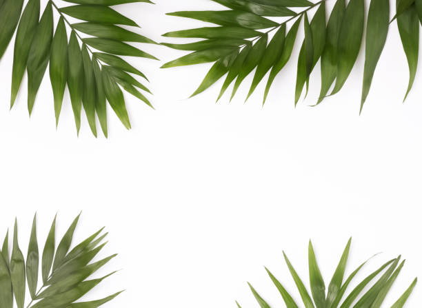 istock Green palm leaves on the white background 878961298