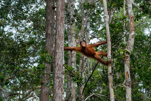 Young Bornean orangutan (Pongo pygmaeus) climbing in a tree in the rainforest of Borneo. Orang Utans are critically endangered, mostly because their habitat has decreased rapidly due to logging, forest fires and the conversion from tropical forests into palm oil plantations.