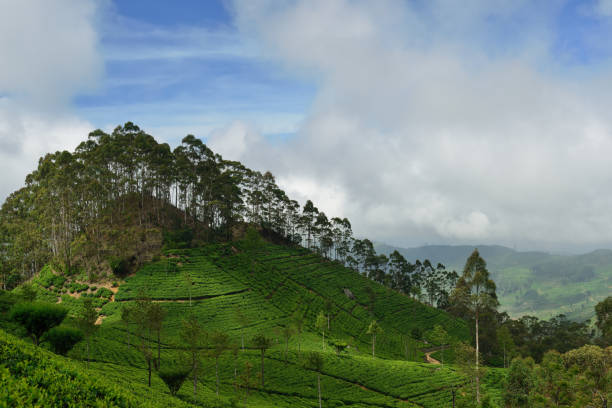 istock Beautiful highland tea plantations 878961930