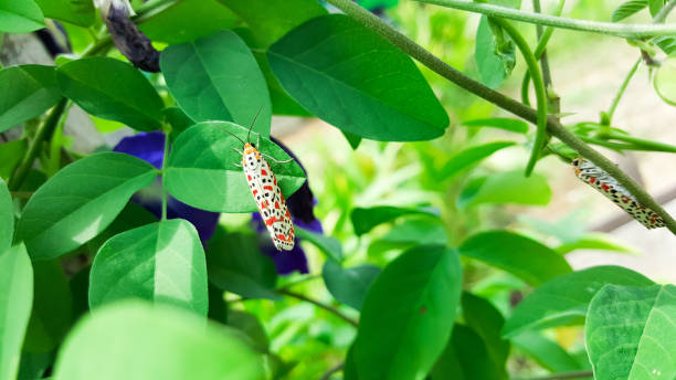 istock crimson-speckled flunkey, utetheisa pulchella moth on green leaf 878964570