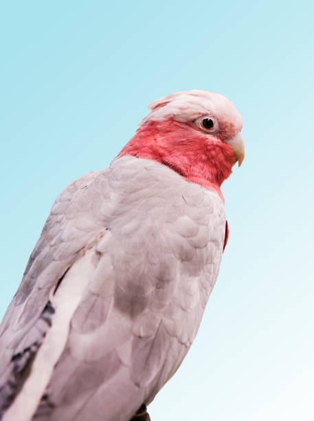 Pink cockatoo (galah cockatoo)