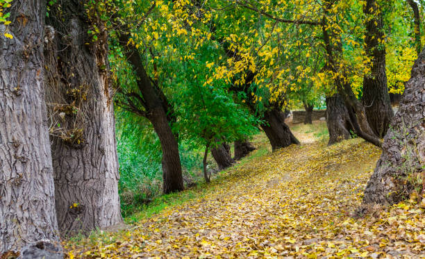 istock autumn fairy forest color 878980322