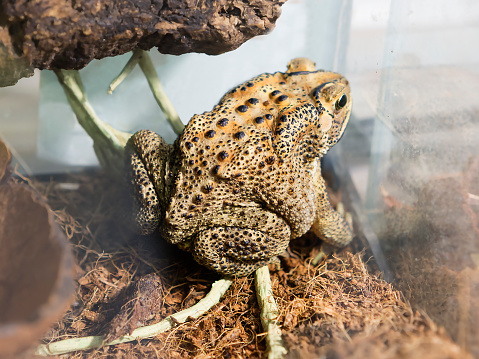 The main color of the backs of toads are brown, black. The skin of this toad is covered with a continuous layer of uniform black bumps that are larger on the back than on the sides. Malay toad is the most common amphibians in South-East Asia.
