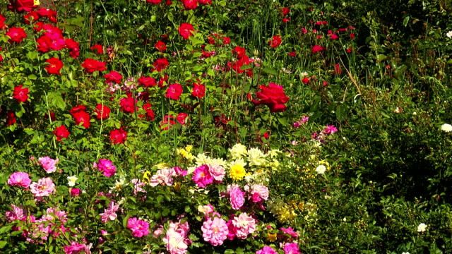 Colorful  flowerbed